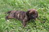 Puggle For Sale Sugarcreek OH Female-Rosie