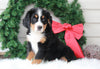 AKC Registered Bernese Mountain Dog For Sale Sugarcreek, OH Female- Angel