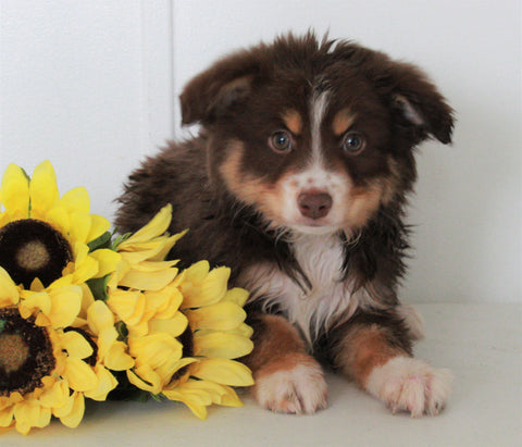 Mini Australian Shepherd For Sale Wooster OH Addie