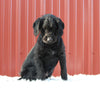 F1B Mini Labradoodle For Sale Fredericksburg, OH Male- Rudolph