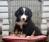AKC Registered Bernese Mountain Dog For Sale Millersburg OH Female-Fiona