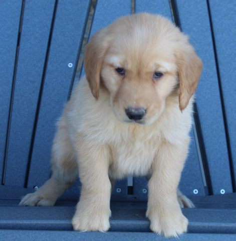 AKC Registered Golden Retriever For Sale Millersburg OH Female-Sally