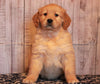 AKC Registered Golden Retriever For Sale Fredericksburg, OH Female- Julie