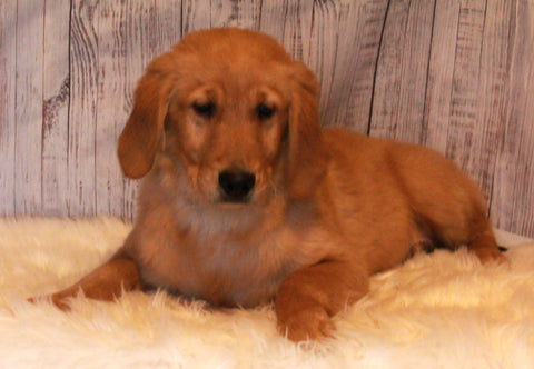 AKC Registered Golden Retriever For Sale Fredericksburg OH Male-Ben