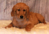 AKC Registered Golden Retriever For Sale Fredericksburg OH Male-Ben