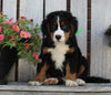 AKC Registered Bernese Mountain Dog For Sale Sugarcreek OH Male-Cooper