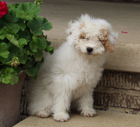 AKC Registered Mini Poodle For Sale Millersburg OH Female-Taffy