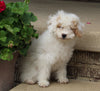 AKC Registered Mini Poodle For Sale Millersburg OH Female-Taffy