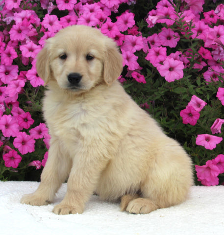 AKC Registered Golden Retriever For Sale Millersburg OH Female-Hannah