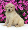 AKC Registered Golden Retriever For Sale Millersburg OH Female-Hannah