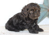 Cockapoo For Sale Millersburg OH Male-Clay