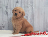 AKC Registered Golden Retriever For Sale Millersburg, OH Male- Odie