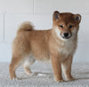 AKC Registered Shiba Inu For Sale Millersburg OH Female-Brianna
