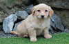 Mini Goldendoodle For Sale Millersburg, OH Female- Amerilla