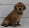 AKC Registered Golden Retriever For Sale Millersburg OH Female-Daisy