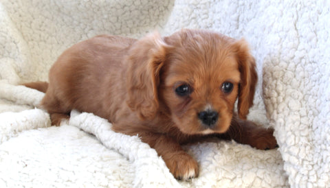 Cavachon For Sale Applecreek OH Female-Bella