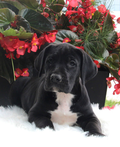 AKC Registered Great Dane Apple Creek OH Female-Juliet