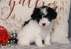 ACA Registered Miniature Poodle For Sale Fredericksburg, OH Female- Avery