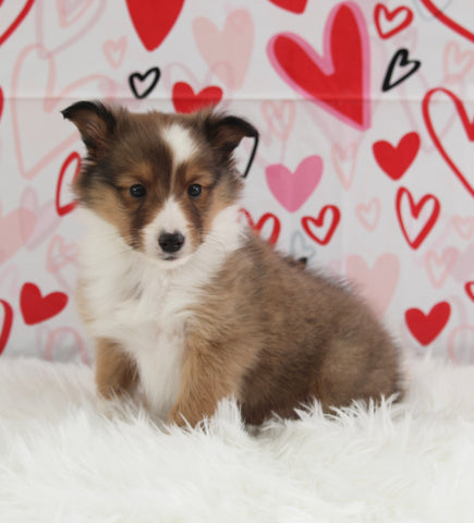 ACA Registered Shetland Sheepdog For Sale Baltic OH Male-Adam