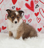 ACA Registered Shetland Sheepdog For Sale Baltic OH Male-Adam