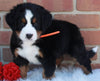 AKC Registered Bernese Mountain Dog For Sugarcreek OH Female -Ivy