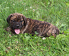 Puggle For Sale Sugarcreek OH Female-Rosie