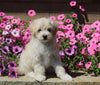 Maltipoo For Sale Dalton OH Male-Riley