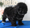 Cockapoo For Sale Holmesville OH Male-Clover