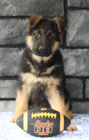 AKC Registered German Shepherd For Sale Millersburg OH Male-Milo