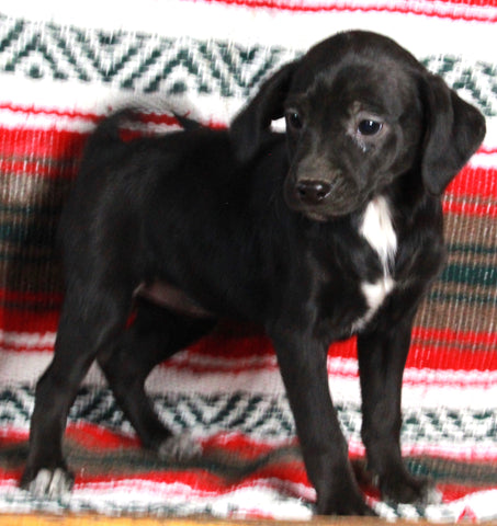 Mountain Cur For Sale Fredericksburg OH Female-Cocoa