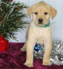 Labrador Retriever Mix For Sale Fredericksburg OH Female-Cindy
