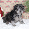 F1B Cavapoo For Sale Sugarcreek OH Male-Miles