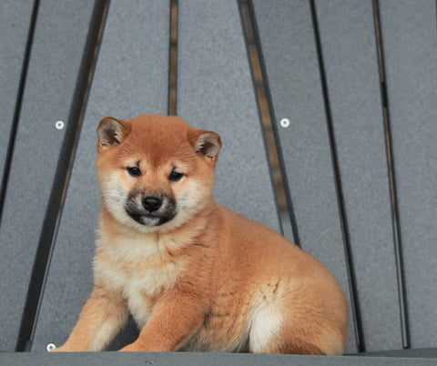 AKC Registered Shiba Inu For Sale Millersburg, OH Female- Sophia