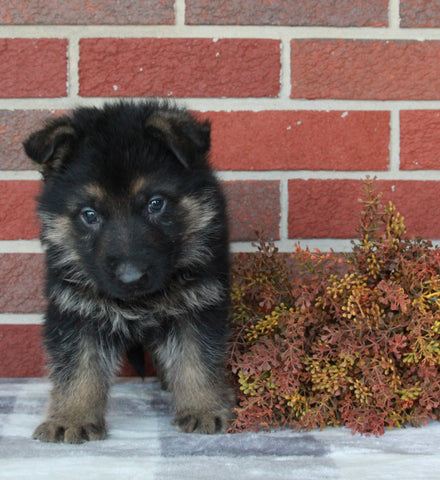 AKC Registered German Shepherd For Sale Millersburg OH Male-King