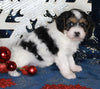 Cavapoo For Sale Millersburg OH Female-Krista