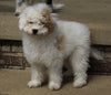 AKC Registered Mini Poodle For Sale Millersburg OH Female-Taffy