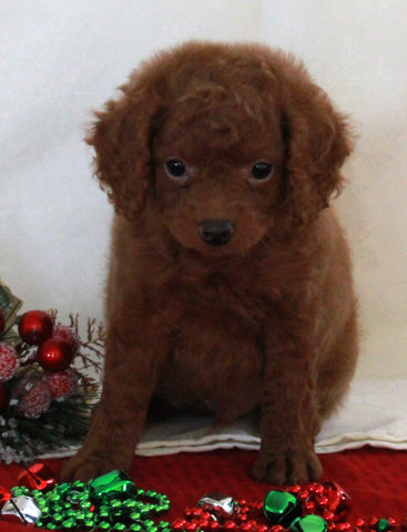 Bichpoo For Sale Fredericksburg OH Male-Tobias