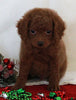 Bichpoo For Sale Fredericksburg OH Male-Tobias