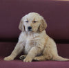 AKC Registered Golden Retriever For Sale Brinkaven OH Female-Riley