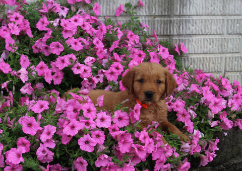 AKC Registered Golden Retriever For Sale Holmesville OH Female-Angel