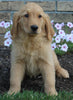 AKC Registered Golden Retriever For Sale Millersburg OH Female-Missy