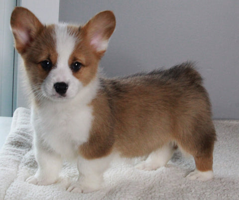 ACA Registered Pembroke Welsh Corgi For Sale Millersburg OH Male-Cane