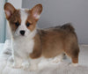 ACA Registered Pembroke Welsh Corgi For Sale Millersburg OH Male-Cane