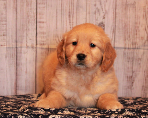 AKC Registered Golden Retriever For Sale Fredericksburg, OH Female- Julie