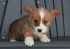 AKC Registered Pembroke Welsh Corgi For Sale Millersburg, OH Female- Betty