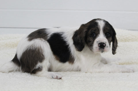 Cavapoo For Sale Fresno OH Male-Luke