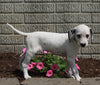 AKC Registered Dalmatian For Sale Holmesville OH Female-Peppa