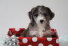 Aussiedoodle For Sale Holmesville, OH Female- Coco