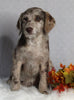 F1B Medium Labradoodle For Sale Millersburg OH Female-Faith