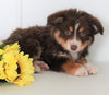 Mini Australian Shepherd For Sale Wooster OH Addie